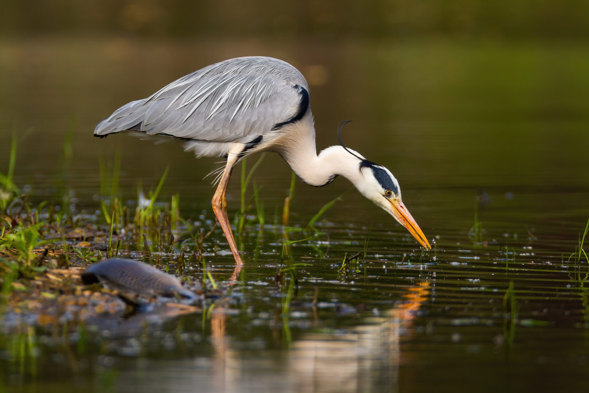 Héron cendré qui chasse en bord de Dordogne