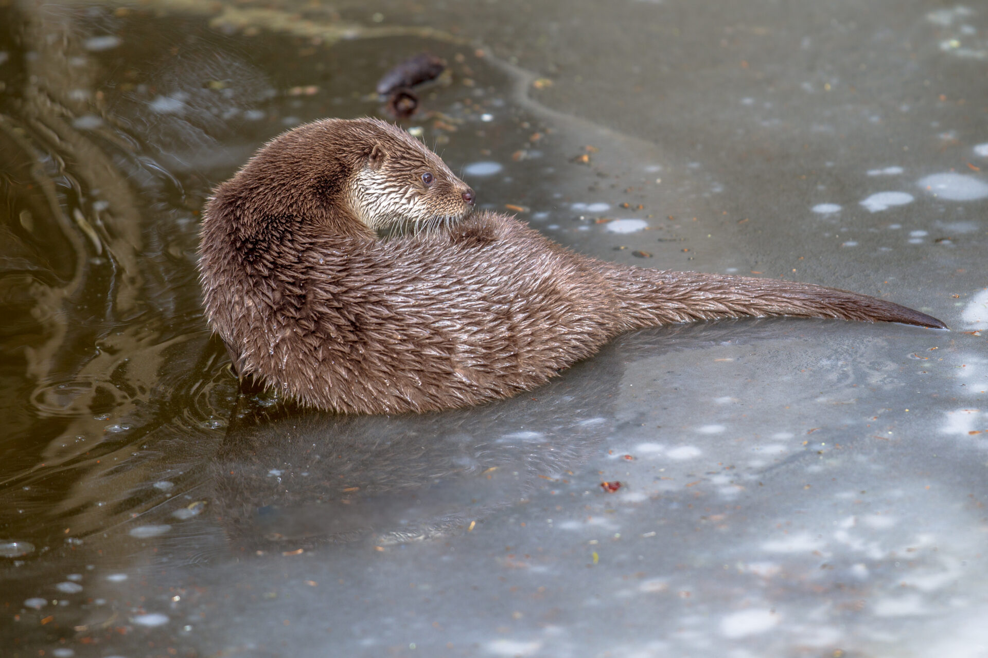 Loutre d'europe en bord de DOrdogne